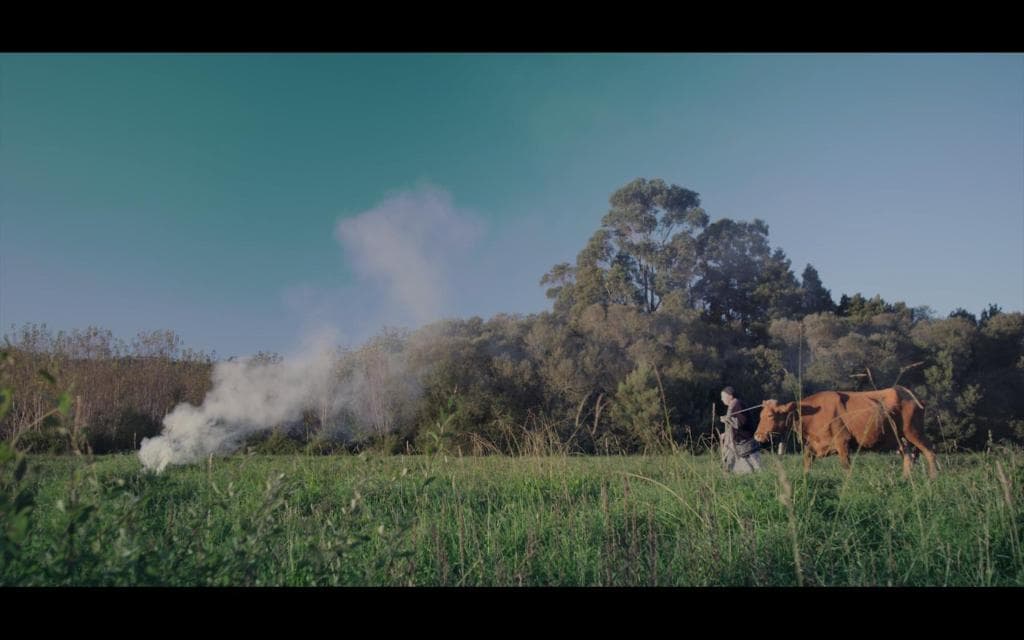 Las vacas de Wisconsin