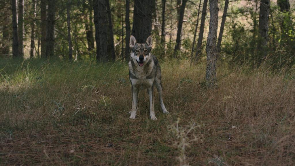 Cortometrajes en Décimo Segunda Sesión